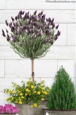Anouk Spanish Lavender Tree (Single Stem) - 3 Gallon Pot