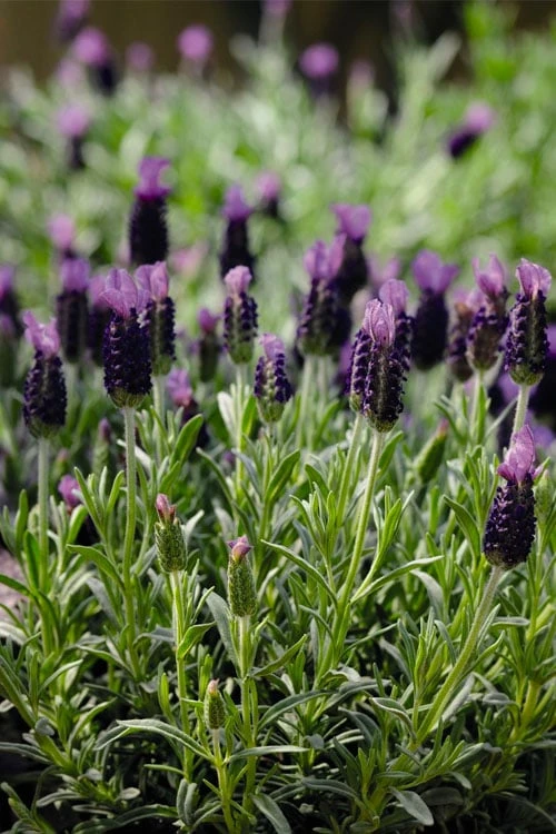 Anouk Spanish Lavender - 1 Gallon Pot - Image 6