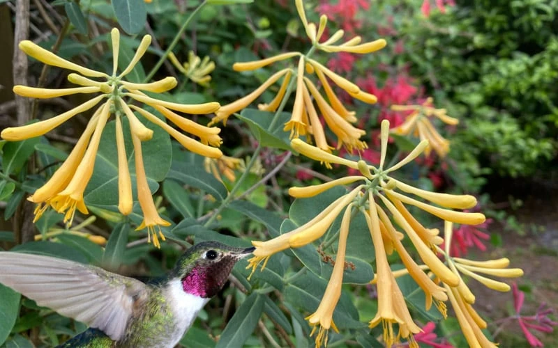 John Clayton Yellow Honeysuckle Vine - 1 Gallon Pot - Image 4