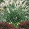 Little Kitten Dwarf Maiden Grass - Miscanthus Sinensis - 1 Gallon Pot