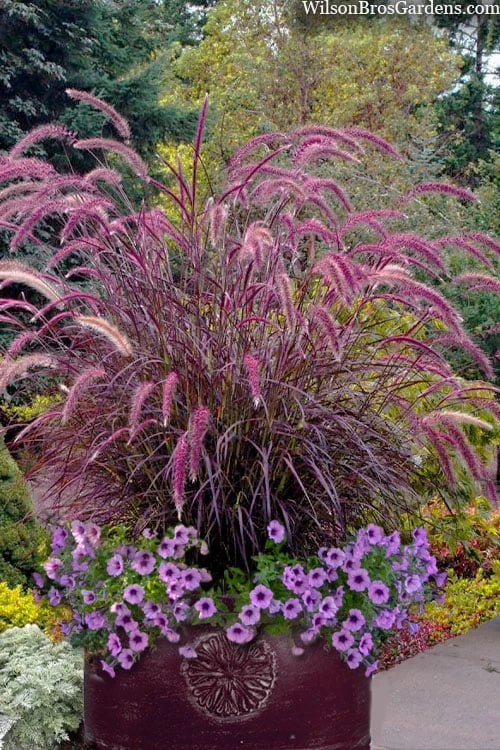 Purple Fountain Grass (Pennisetum Rubrum) - 2.5 Quart Pot