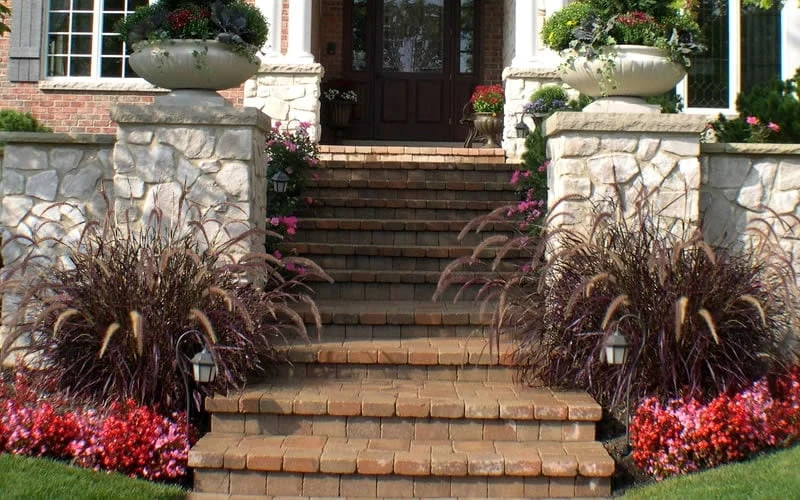 Purple Fountain Grass (Pennisetum Rubrum) - 2.5 Quart Pot - Image 4
