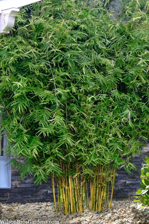 Koi Golden Bamboo (Phyllostachys Aurea 'Koi') - 3 Gallon Pot (4-6'+) - Image 4