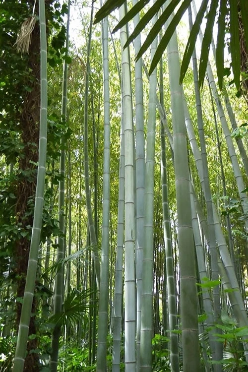 Moso Giant Bamboo (Phyllostachys Edulis 'Moso') - 3 Gallon Pot (2-4') - Image 10