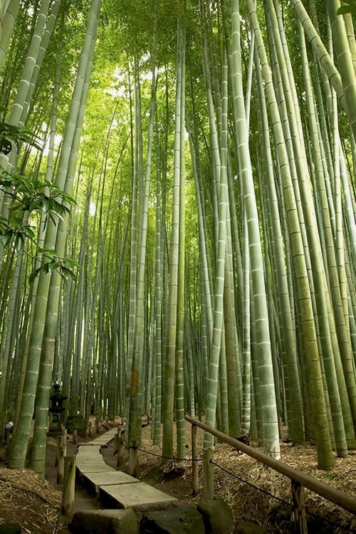 Moso Giant Bamboo (Phyllostachys Edulis 'Moso') - 3 Gallon Pot (2-4') - Image 4