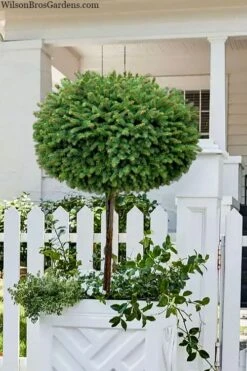 Little Gem Dwarf Norway Spruce Tree (Single Trunk) - 2 Gallon Pot