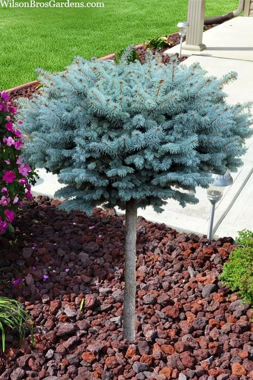 Dwarf Globe Blue Spruce Topiary Tree (Picea Pungens 'Globosa') - 5 Gallon Pot - Image 4