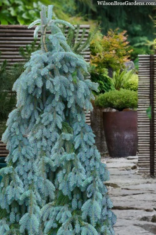 The Blues Colorado Spruce (Picea Pungens) - 6 Gallon Pot (2-3') - Image 8