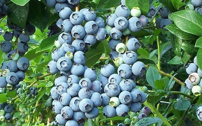 Brightwell Rabbiteye Blueberry - 7 Gallon Pot - Image 4