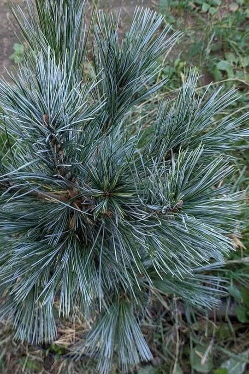 Vanderwolf's Pyramid Limber Pine (Pinus Flexilis) - 1 Gallon Pot - Image 8