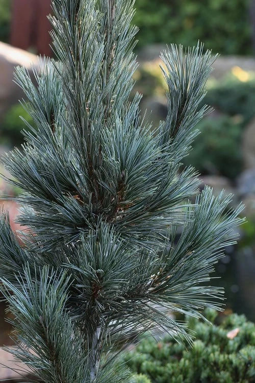 Vanderwolf's Pyramid Limber Pine (Pinus Flexilis) - 1 Gallon Pot - Image 7