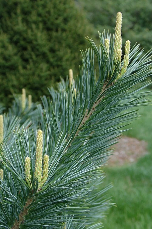 Vanderwolf's Pyramid Limber Pine (Pinus Flexilis) - 1 Gallon Pot - Image 5