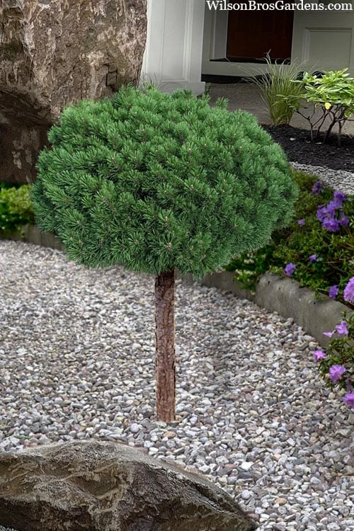 Valley Cushion Mugo Pine Single Trunk Topiary Tree - 1 Gallon Pot - Image 3