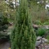 Frank's Columnar Austrian Black Pine (Pinus Nigra) - 6 Gallon Pot