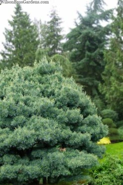 Blue Shag Eastern White Pine - 3 Gallon Pot