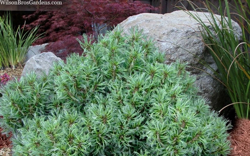 Vercurve Eastern White Pine (Pinus Strobus) - 3 Gallon Pot - Image 5