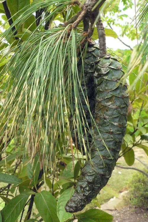 Zebrina Himalayan Pine (Pinus Wallichiana) - 5 Gallon Pot - Image 5