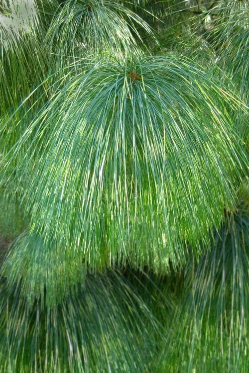 Zebrina Himalayan Pine (Pinus Wallichiana) - 5 Gallon Pot