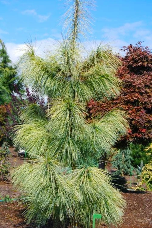Zebrina Himalayan Pine (Pinus Wallichiana) - 5 Gallon Pot - Image 6