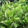 Variegated Solomons Seal (Polygonatum Falcatum 'Variegatum') - 1 Gallon Pot