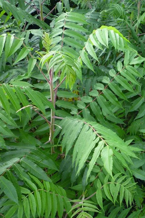 Staghorn Sumac (Rhus Typhina) - 3 Gallon Pot - Image 6