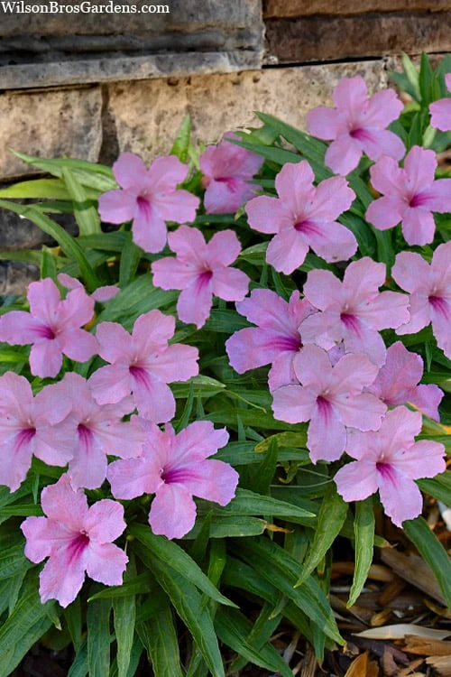 Katie Pink Dwarf Mexican Petunia (Ruellia) - 5 Pack Quart Pots - Image 4