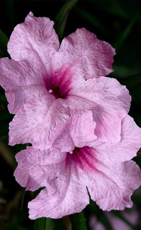 Katie Pink Dwarf Mexican Petunia (Ruellia) - 5 Pack Quart Pots - Image 5