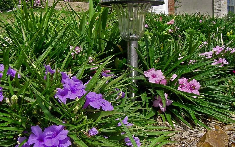 Katie Pink Dwarf Mexican Petunia (Ruellia) - 5 Pack Quart Pots - Image 6