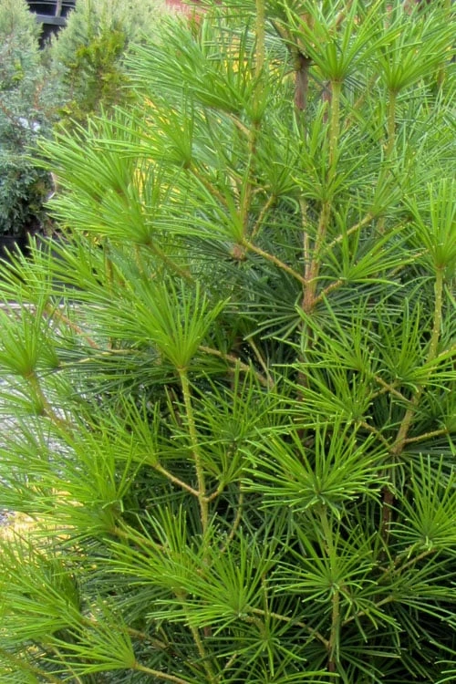 Joe Kozey Japanese Umbrella Pine (Sciadopitys) - 6 Gallon Pot - Image 6