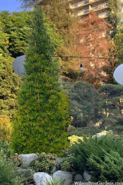 Joe Kozey Japanese Umbrella Pine (Sciadopitys) - 6 Gallon Pot - Image 5