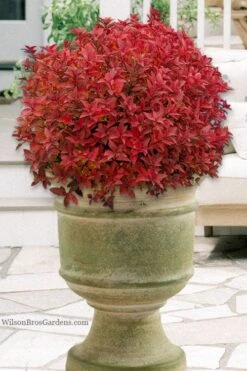 Rainbow Fizz Spirea - 3 Gallon Pot