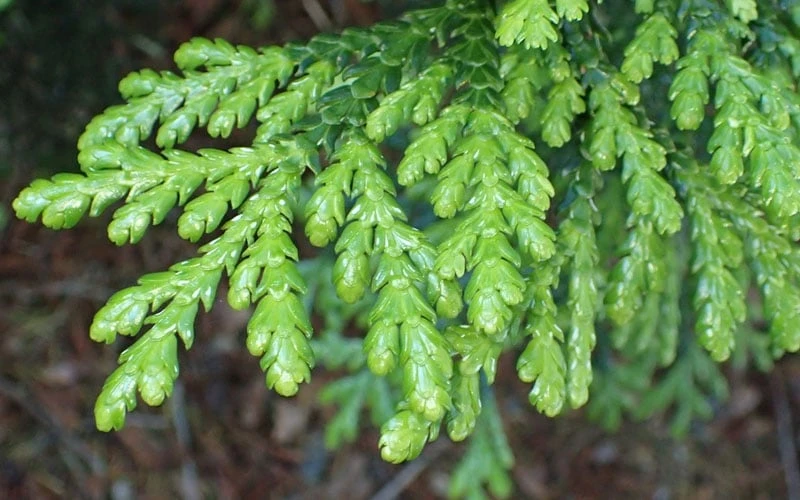 Hiba Arborvitae (Thujopsis Dolabrata) - 3 Gallon Pot - Image 4