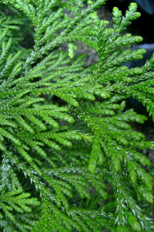 Hiba Arborvitae (Thujopsis Dolabrata) - 3 Gallon Pot - Image 7