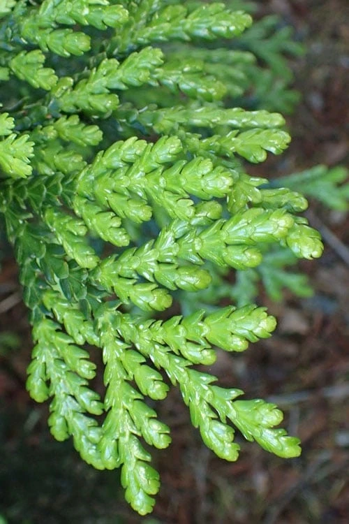 Hiba Arborvitae (Thujopsis Dolabrata) - 3 Gallon Pot - Image 3