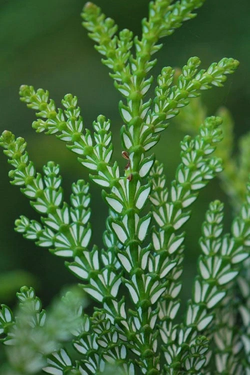 Hiba Arborvitae (Thujopsis Dolabrata) - 3 Gallon Pot - Image 8