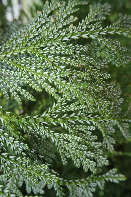 Hiba Arborvitae (Thujopsis Dolabrata) - 3 Gallon Pot - Image 9