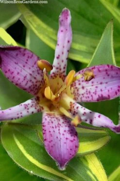 Sunny Spirit Toad Lily (Tricyrtis Formosana) - 1 Gallon Pot