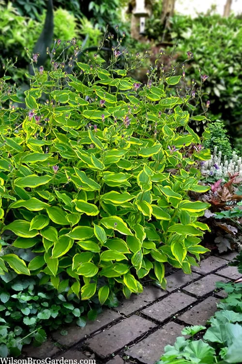 Sunny Spirit Toad Lily (Tricyrtis Formosana) - 1 Gallon Pot - Image 4