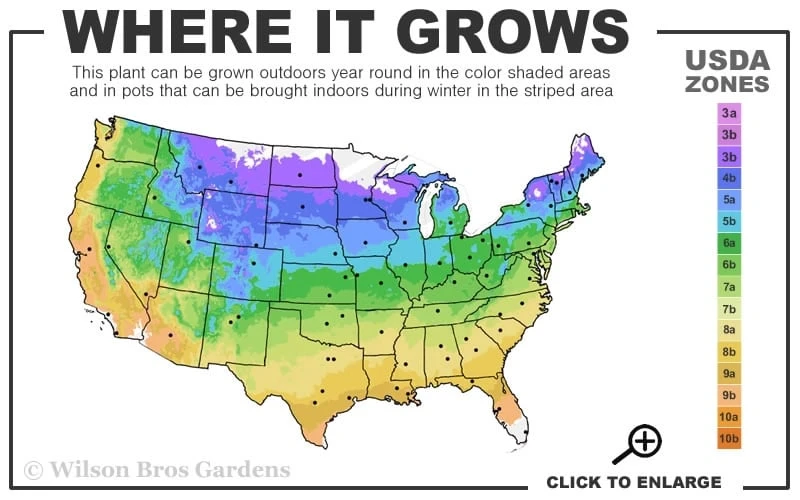 Katie Pink Dwarf Mexican Petunia (Ruellia) - 5 Pack Quart Pots - Image 3