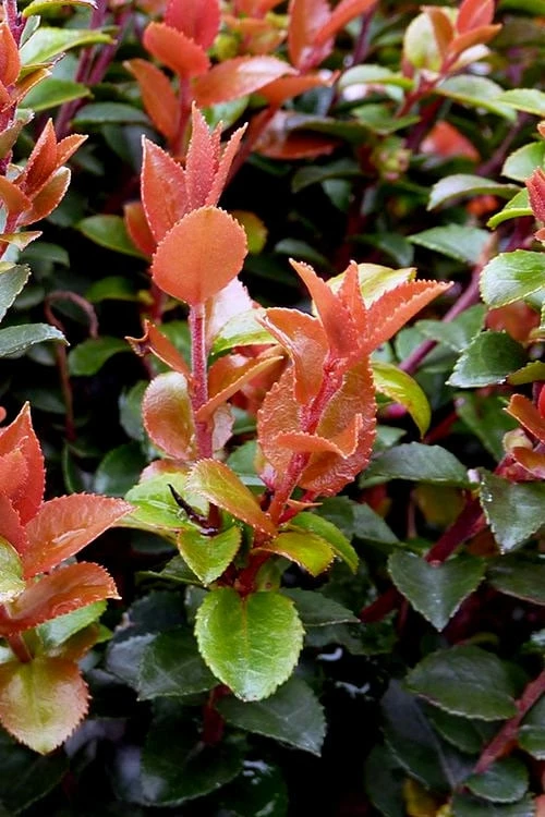 Evergreen Huckleberry (Vaccinium Ovatum) -3 Gallon Pot - Image 5