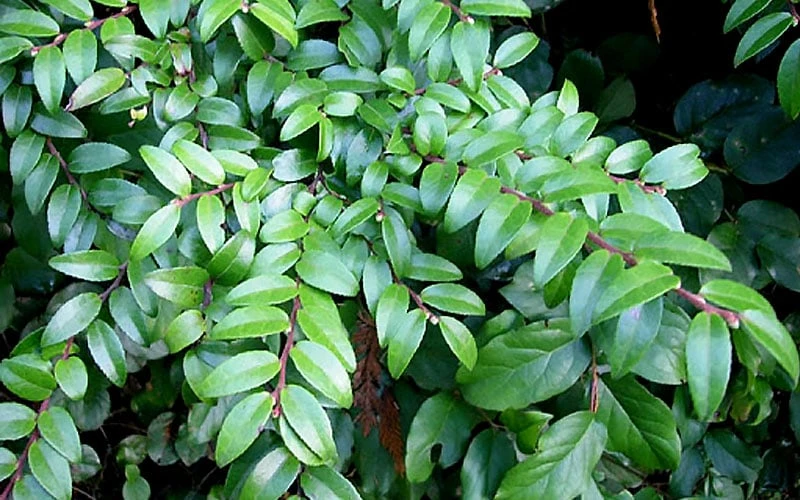 Evergreen Huckleberry (Vaccinium Ovatum) -3 Gallon Pot - Image 8