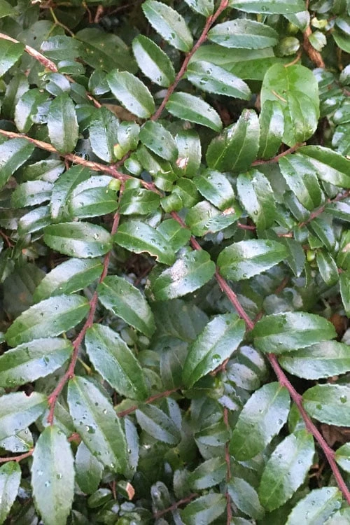 Evergreen Huckleberry (Vaccinium Ovatum) -3 Gallon Pot - Image 9