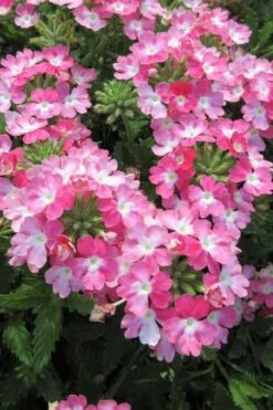 EnduraScape Pink Fizz Verbena - 5 Pack Of Pint Pots