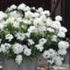 EnduraScape White Verbena - 5 Pack Of Pint Pots