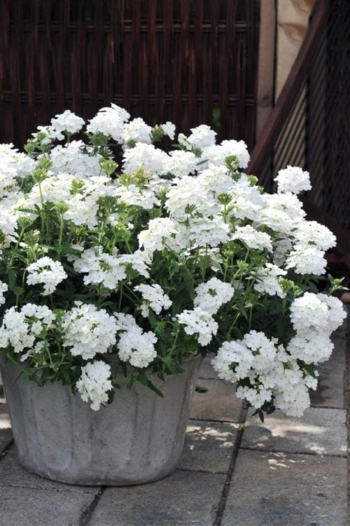 EnduraScape White Verbena - 5 Pack Of Pint Pots