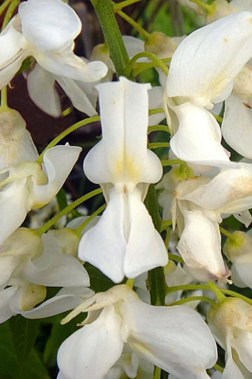 White Wisteria Vine (Wisteria Sinensis 'Alba') - 3 Gallon Pot - Image 6