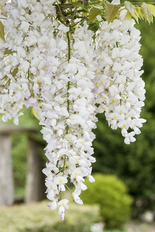 White Wisteria Vine (Wisteria Sinensis 'Alba') - 3 Gallon Pot