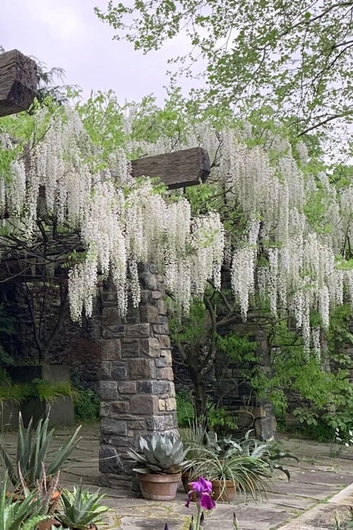White Wisteria Vine (Wisteria Sinensis 'Alba') - 3 Gallon Pot - Image 4